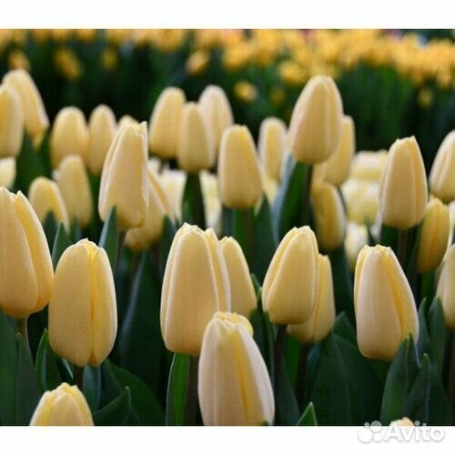 Тюльпаны к 8 марта оптом