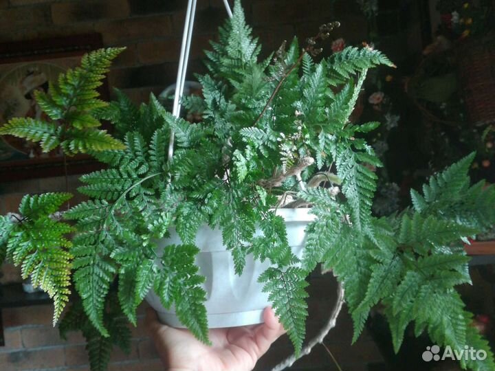 Папоротник Давалия (Паучьи Лапки)