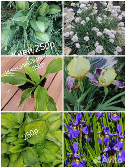 Для любителей редких растений Ваточник сирийский