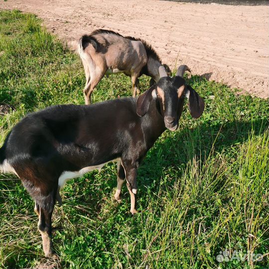 Нубийские козы