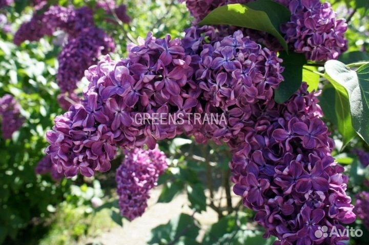 Сирень обыкновенная Леди Линдсей