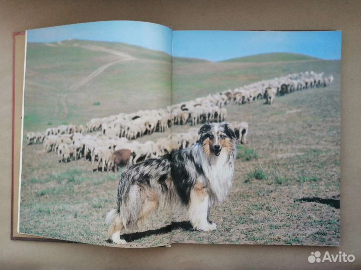 Книга о собаках 