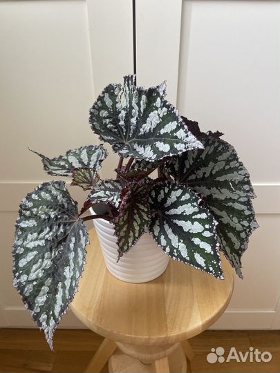 Бегонии королевские