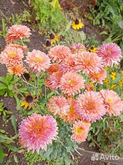 Цветы георгины клубни