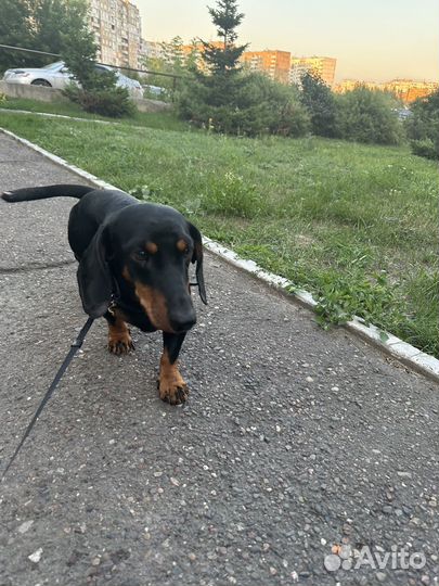 Такса