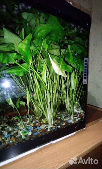 Растения в аквариум два вида