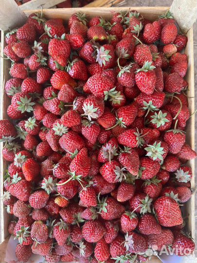 Клубника и Малина из Киргизии