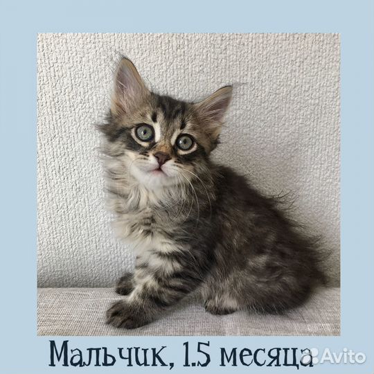 Котята в добрые руки (с доставкой)