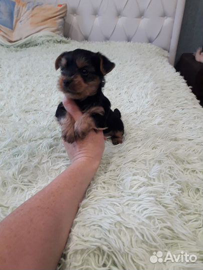 Йоркширский терьер мини