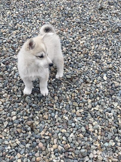 Щенки лайки породистые