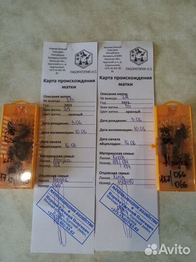 Пчеломатки, пчелопакеты: Карника, Бакфаст