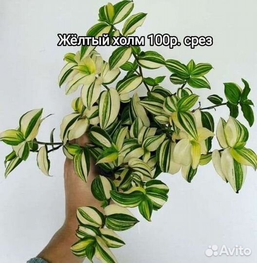 Сортовые традесканции