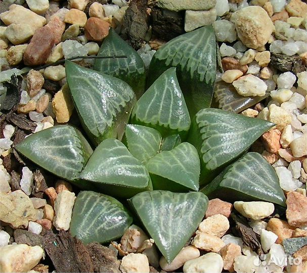 Хавортия mutica