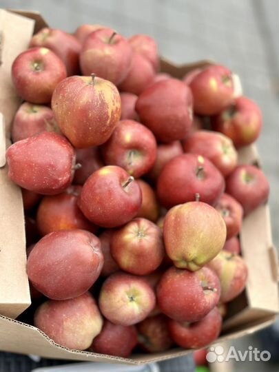 Яблоки оптом