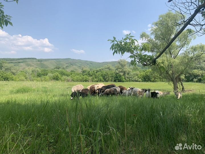 Курдючные бараны овцы