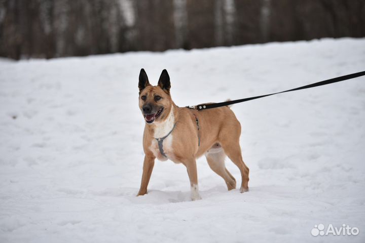 Собака Василиса из приюта ищет дом