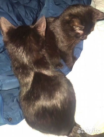 Кошка в дар