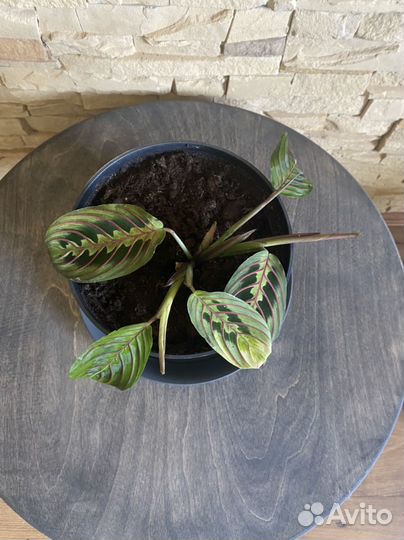 Маранта Триколор