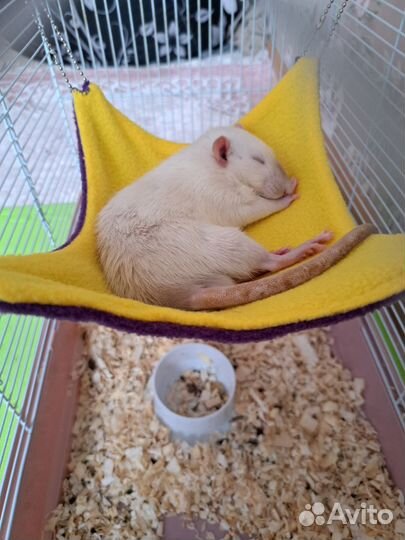 Крысята дамбо мальчики