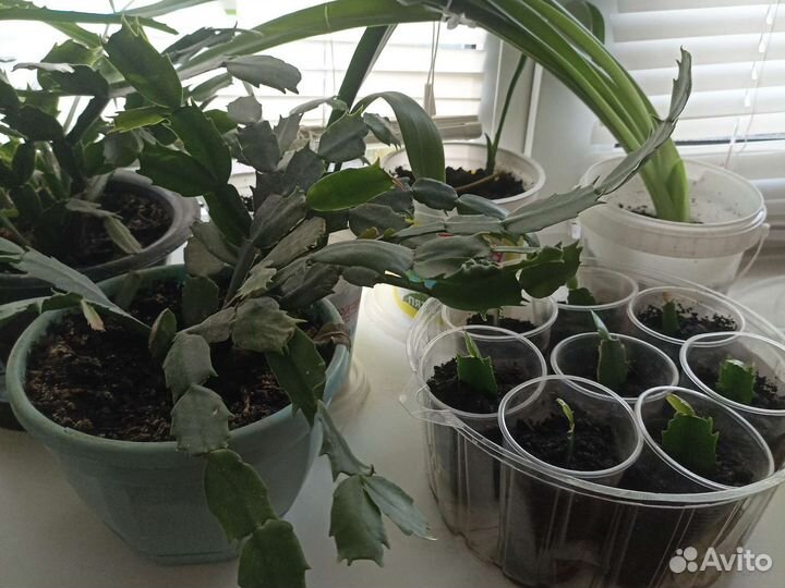 Декабрист бело-розовый