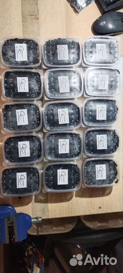 Червь дендробена