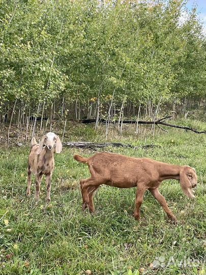 Нубийские козлята