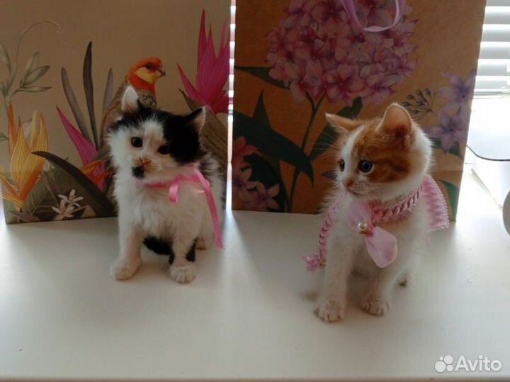 Котята в добрые руки