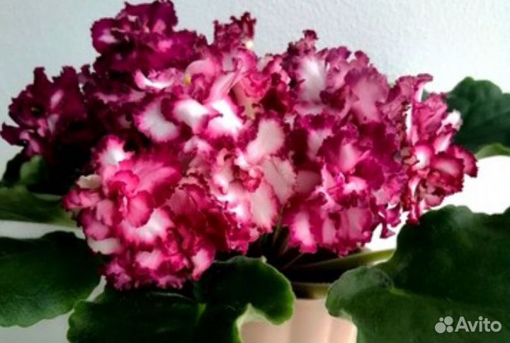 Фиалки коллекционные цветущие