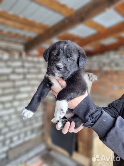 Продам чистокровных щенков алабая, им месяц