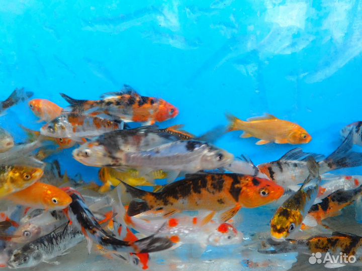 Малёк карпа Кои