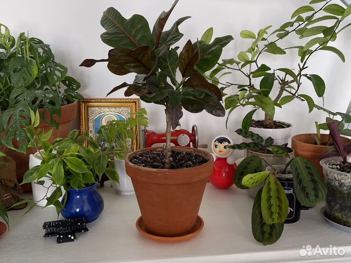 Комнатные растения цветы