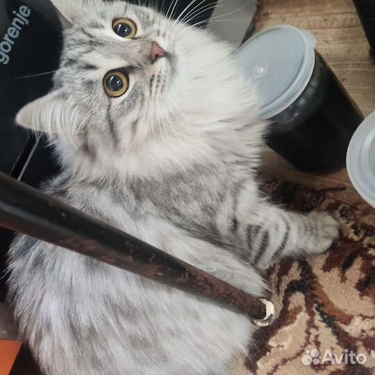 Красивые кошки