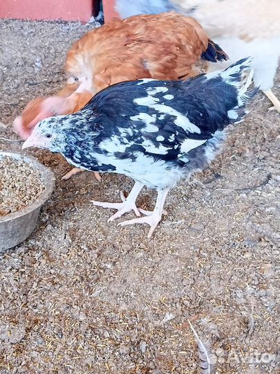 Куры Австролорп