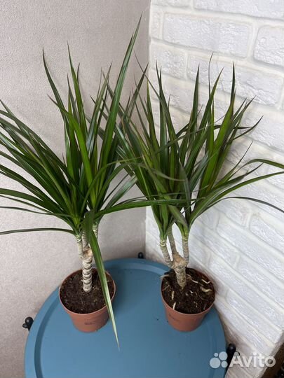 Пальма драцена маргината комнатные цветы