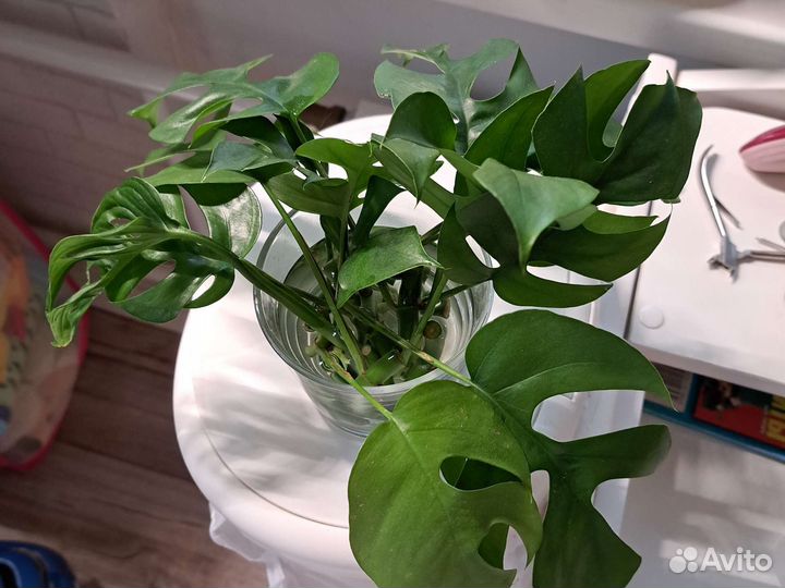 Рафидофора тетрасперма