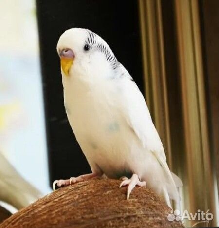 Попугай волнистый Белый самец