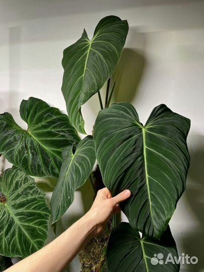 Бархатные филодендроны Веррукозум, Глориус