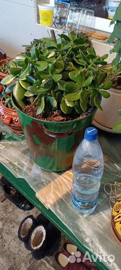 Денежное дерево (Толстянка)