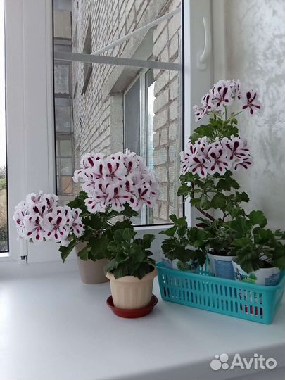 Королевская пеларгония