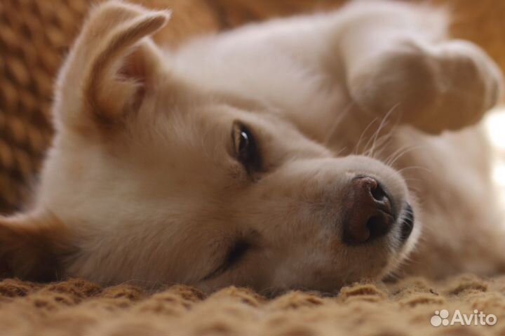 Тедди ищет дом