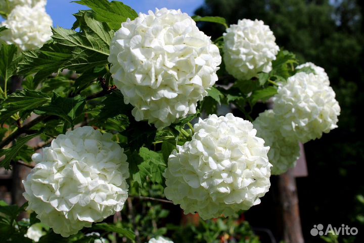 Кустарники садовые