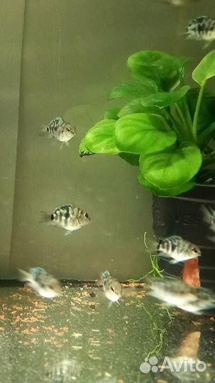 Рыбки и растения