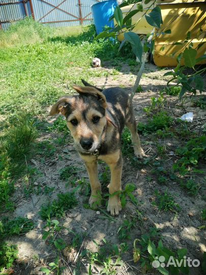 Щенок в добрые руки