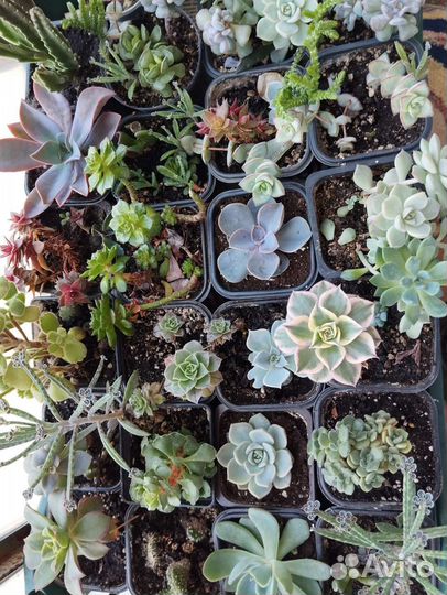 Суккуленты