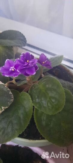 Фиалка в горшках,детки укорененные