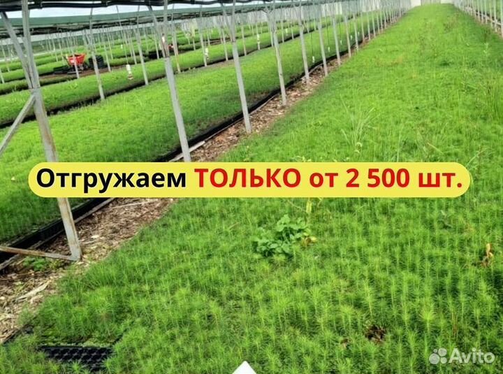 Саженцы ели европейской зкс