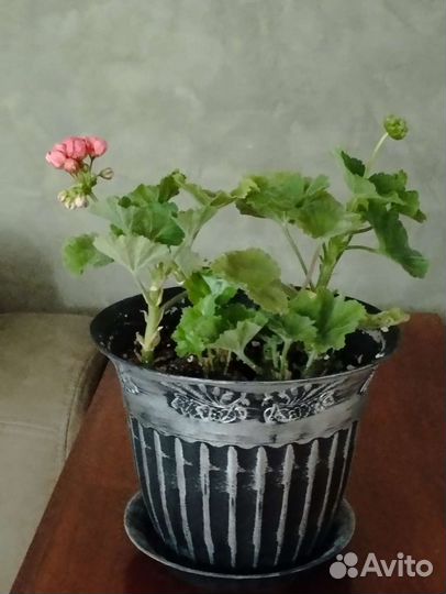 Пеларгония герань