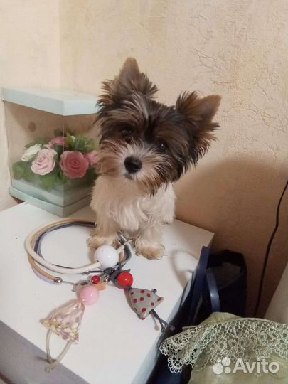 Щенки бивер