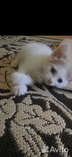 Котенок