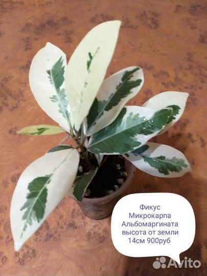Фикусы Триангулярисы, Микрокарпа Альбомаргината